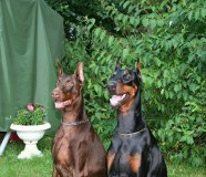 22-08-09-foto-387_k