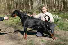 Dobermundes Amore Mia Koppodoro