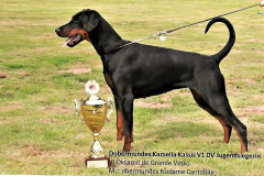 Dobermundes Kamelia Kasiss