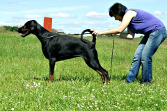 Dobermundes Nodame Cantabile