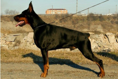 Dobermundes Valua Duc D’Orleans
