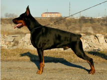 Valua-e1439368907112