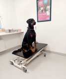 vet