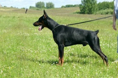 Koppod Oro Sweetface Safir
