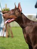 golda6-grand-prix-09