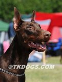 koppodoro_geraldina_gold_4