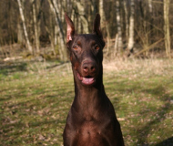 pask-2009-007