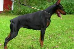 Koppod`Oro Lara for Dobermundes