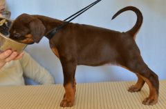 Emma-pup
